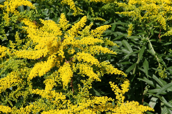 Solidago x cultorum 'Strahlenkrone'