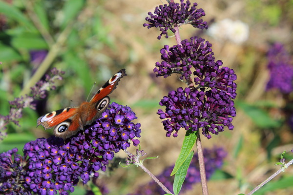 Fliederrispe mit einem Schmetterling