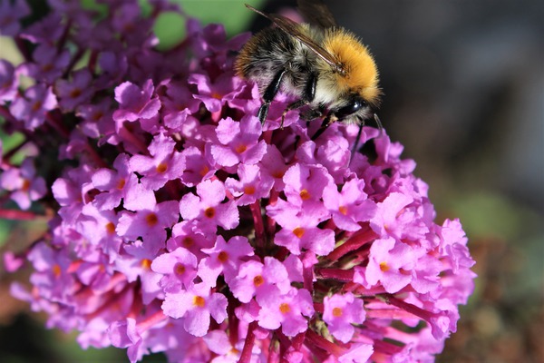 Buddleja davidii Pink Delight Sommerflieder, Schmetterlingsstrauch mit einer Biene