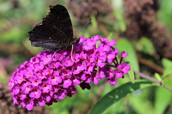 Sommerflieder, Schmetterlingsstrauch 'Royal Red'