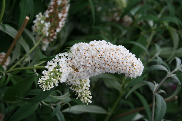 Weisse Rispe der Buddleja, sommerflieder