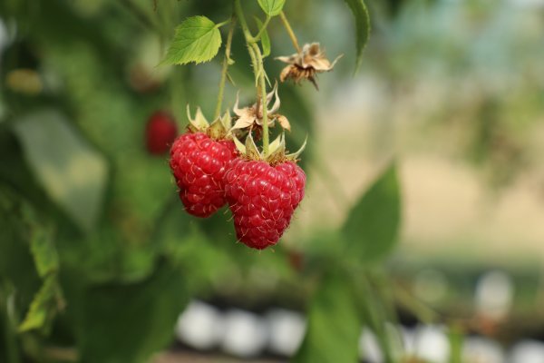 Sommerhimbeere Summer Chef