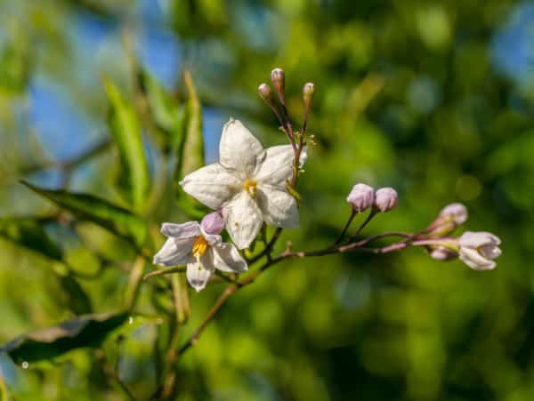 Sommerjasmin Solanum jasminoides Knospen