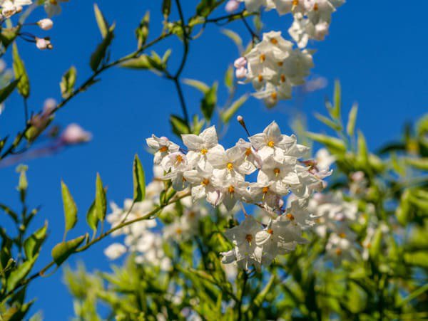 Sommerjasmin Solanum jasminoides wchst mit einer Kletterhilfe hoch hinaus