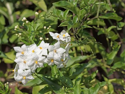 Sommerjasmin im Garten (Solanum jasminoides)