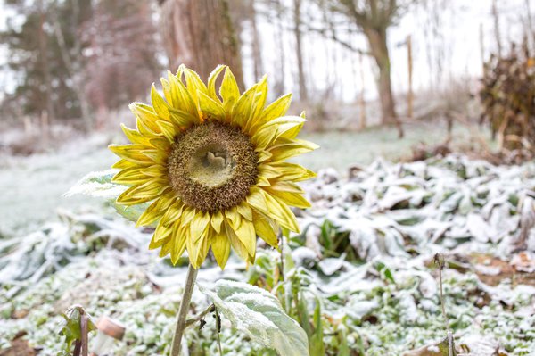 Sonnenblume im Winter