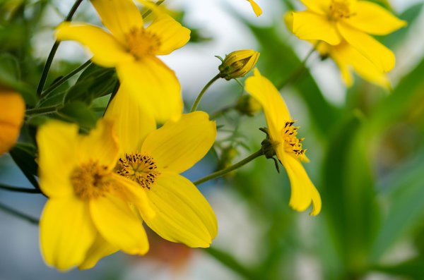 Mehrjährige Sonnenblumen