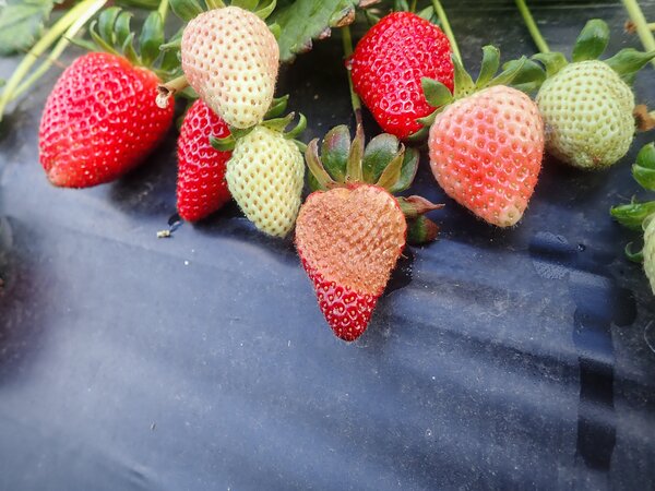Sonnenbrand an Erdbeeren, Hitzestresse, Klimawandel