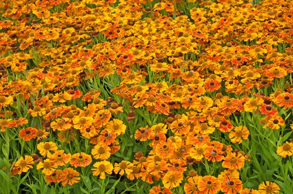 Sonnenbraut - Helenium