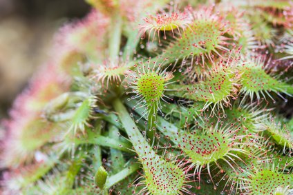 Sonnentau, Drosera rotundifolia