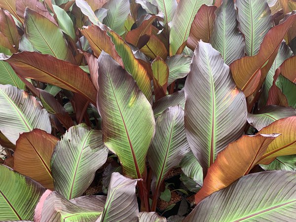 Abessinische Banane (Ensete ventricosum 'Maurelii') Abessinische Banane (Ensete ventricosum 'Maurelii')
