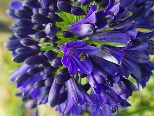 Agapanthus 'Midnight Sky', Schmucklilie, Stauden