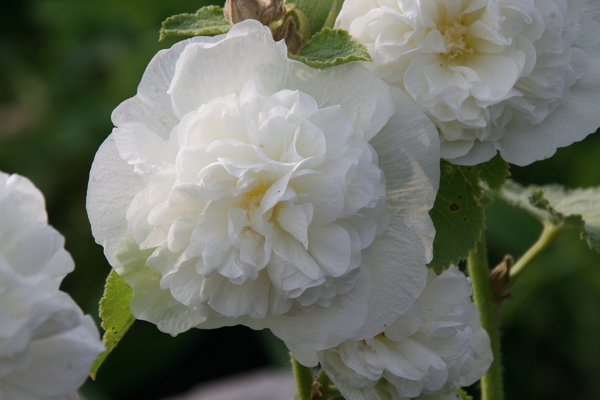 Alcea rosea Plenifora weiss