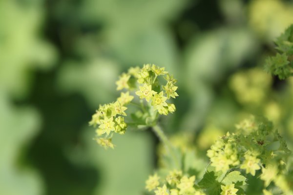 Alchemilla xanthochlora