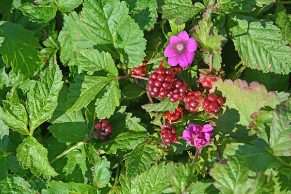 Allackerbeere Marika, Rubus arcticus