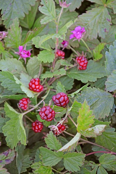 Himbeeren pflanzen, Allackerbeere Tarja, Rubus arcticus, Lubera