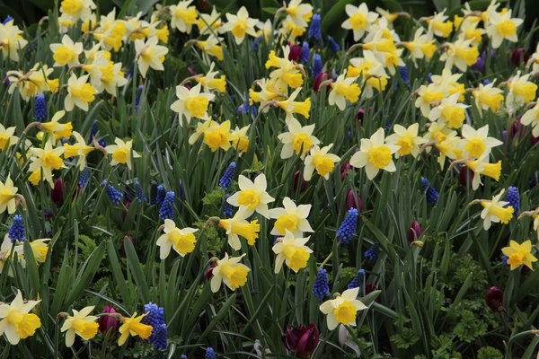 Alpenveilchen-Narzisse 'Topolino' (Narcissus 'Topolino')