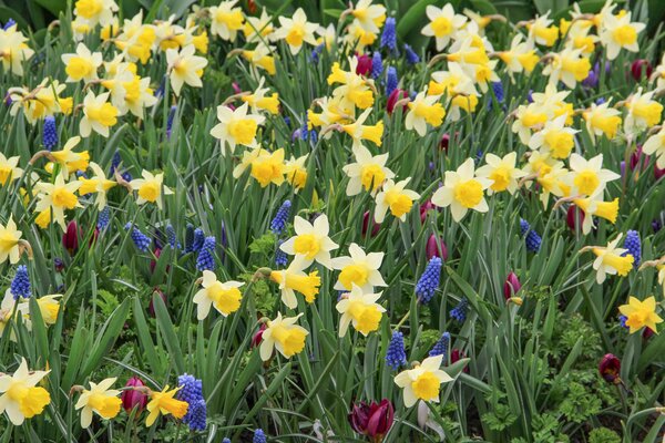 Alpenveilchen-Narzisse 'Topolino', Narcissus 'Topolino' (korr)