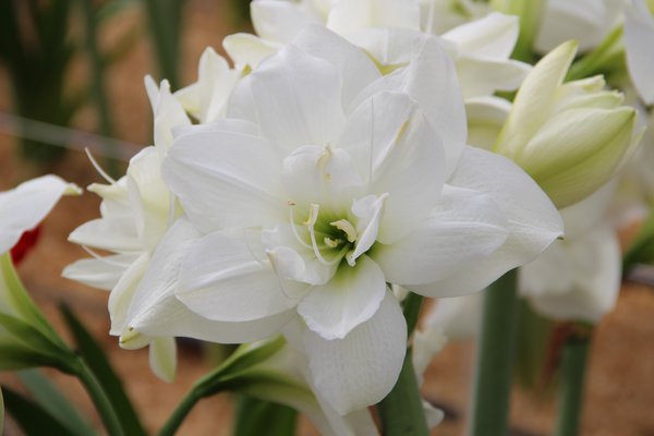 Hippeastrum 'Akiko'