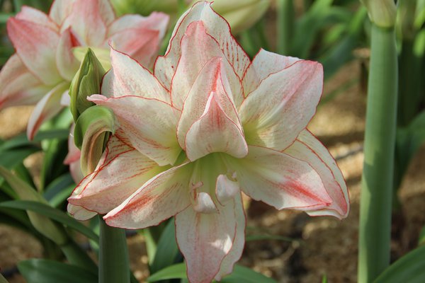 Hippeastrum 'Aphrodite'