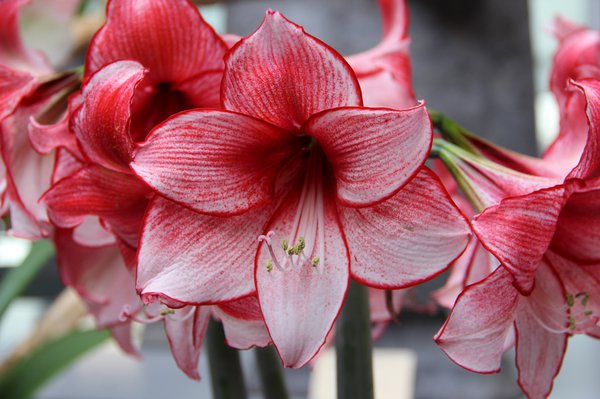 Hippeastrum 'Charisma'