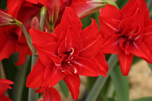 Hippeastrum 'Double Delicious'