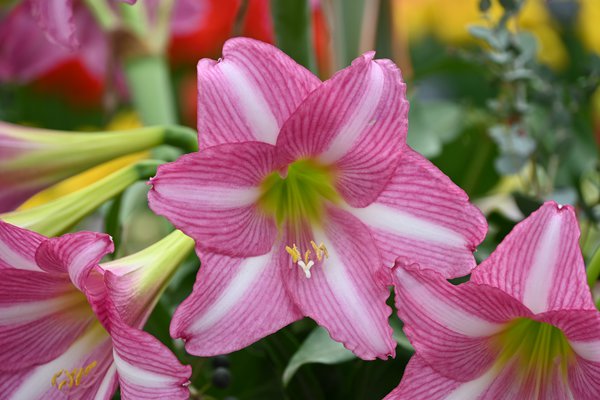 Hippeastrum 'Estella'