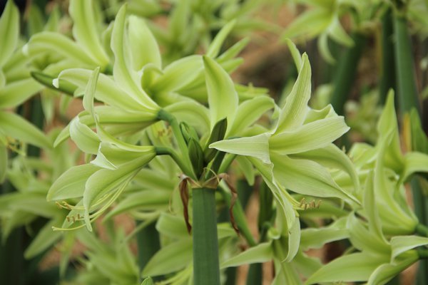 Hippeastrum 'Evergreen'