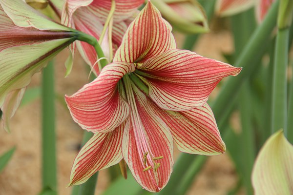 Hippeastrum 'Exotic Star'