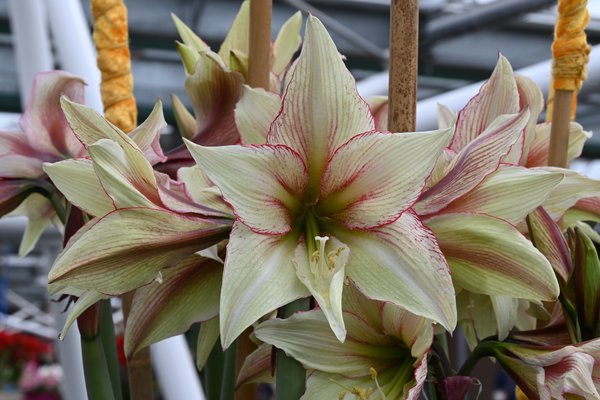 Hippeastrum 'Green Magic'