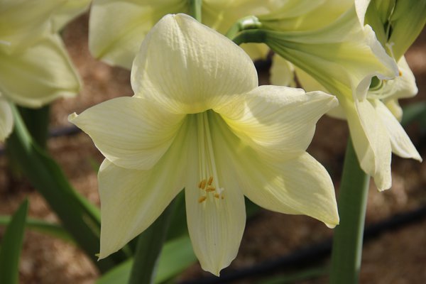 Hippeastrum 'Lemon Star'