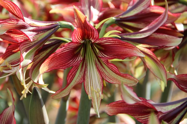 Hippeastrum 'Mystica'