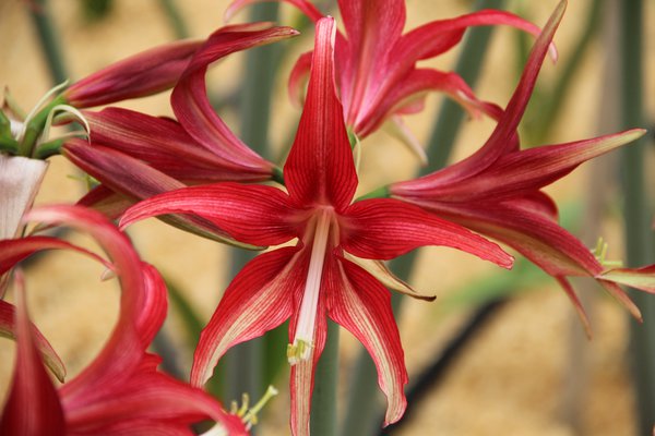 Hippeastrum 'Quito'