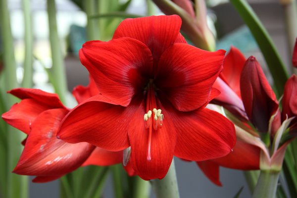 Hippeastrum 'Red Lion'