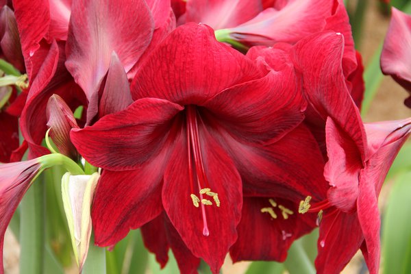 Hippeastrum 'Red Pearl'