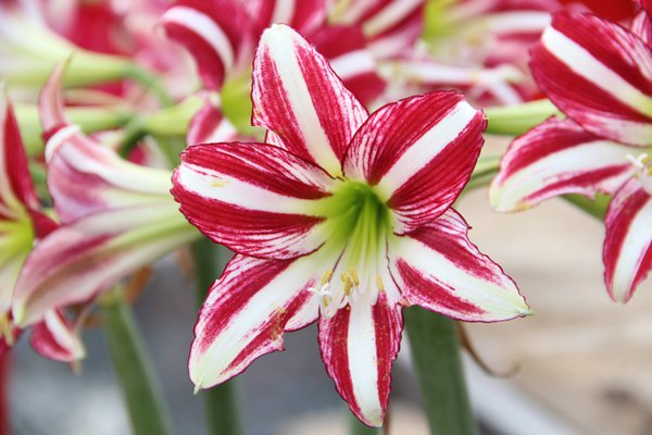 Hippeastrum Santiago. amaryllis