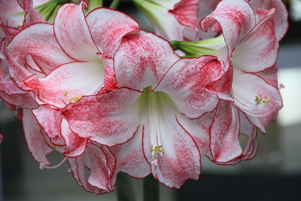 Hippeastrum 'Spotlight'