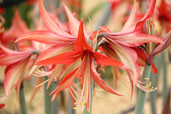 Hippeastrum Sumatra, amaryllis