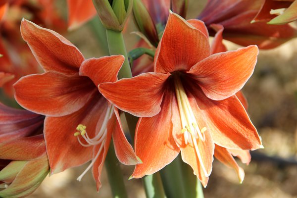 Hippeastrum 'Tierra'