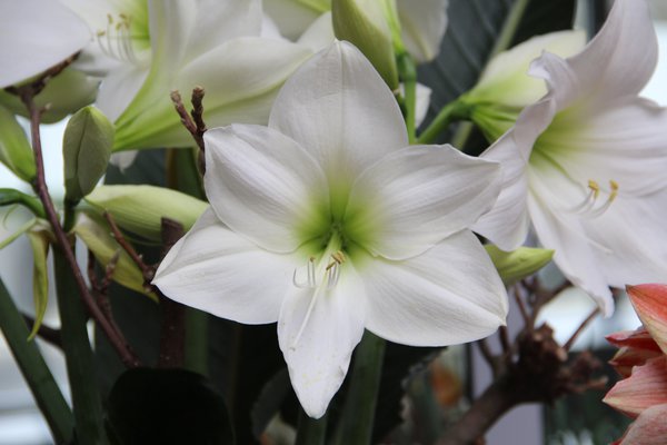 Hippeastrum White Queen, Amaryllis