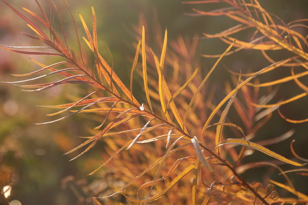 Amsonia hubrichtii