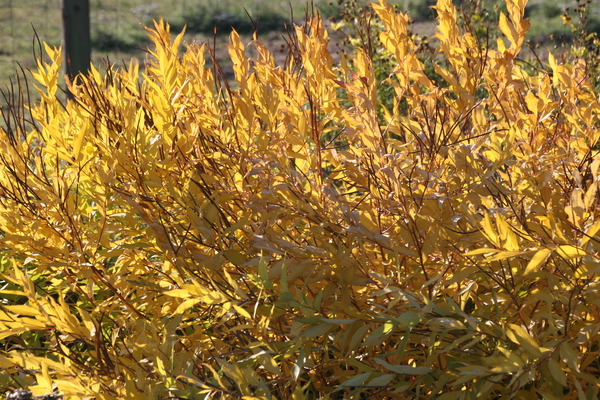 Amsonia tabernaemontana var. salicifolia Lubera