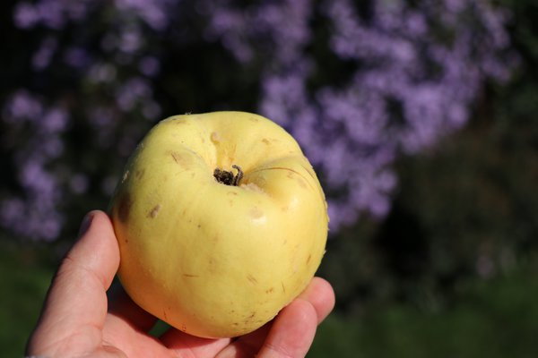 Ananas Quitte 'Codreanca', Cydonia oblonga 'Codreanca'