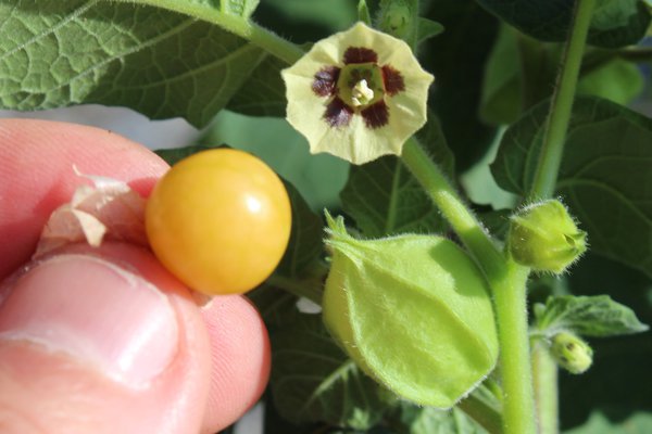 Physalis