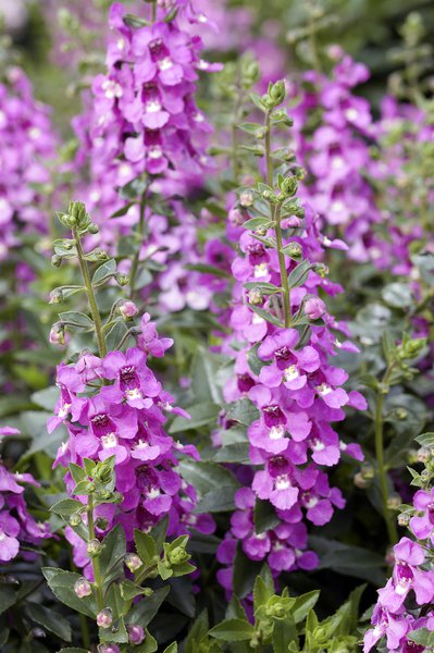 Angelonien pflanzen und pflegen, Engelsgesicht, Angelonie Rosa, Sommer Lwenmaul, Angelonia angustifolia Lubera