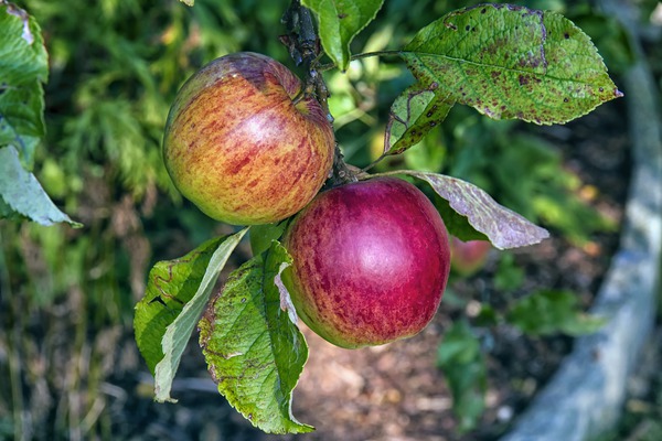 Apfel Boskoop rot pixabay