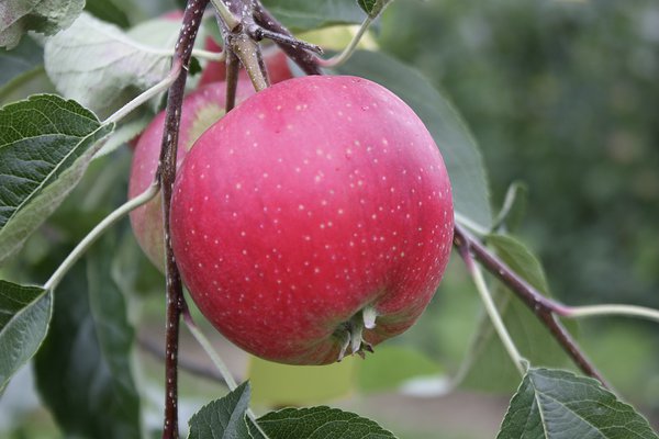 Apfel Paradis Ninifee