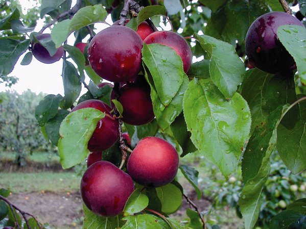 Aprikosenkirsche 'Aprikyra', Prunus Hybride