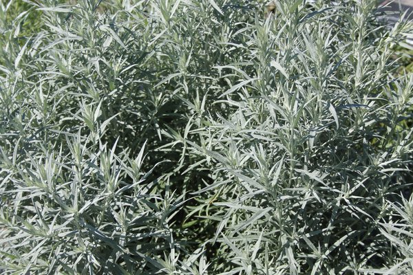 Artemisia ludoviciana 'Silver Queen'