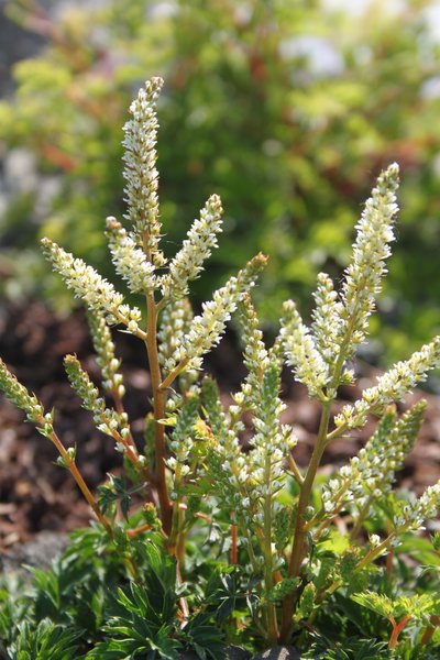 Aruncus aethusifolius
